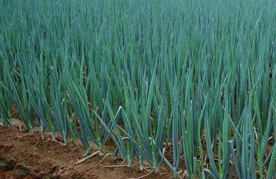 河北省邢台市有哪些特产