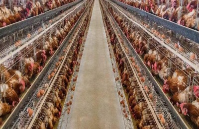 现代化养鸡场成本和设备