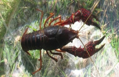 一亩小龙虾一年赚多少钱？养小龙虾有什么风险