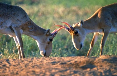 羊驼多少钱？养殖前景如何？(附养殖注意事项)