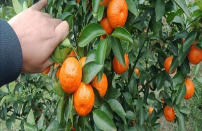 种植沙糖桔的前景如何