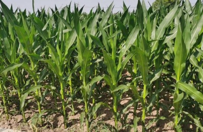 先丰909玉米品种介绍