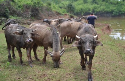 南美白虾淡水养殖技术