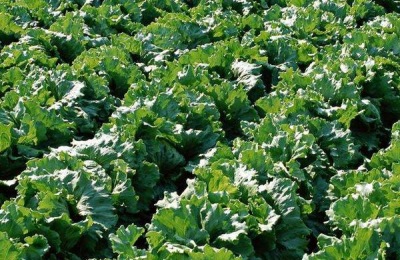 尿甲醛复合肥有何好处