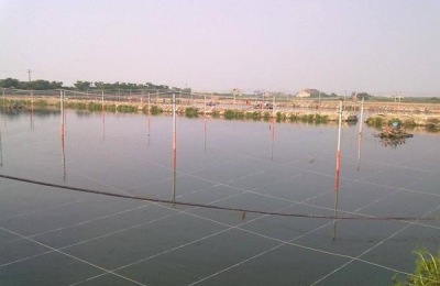 南美白对虾养殖方法，掌握这7点轻松提高产量和收益