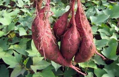 谷雨前后种什么农作物