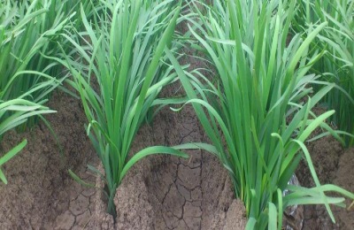 韭菜农药残留严重吗