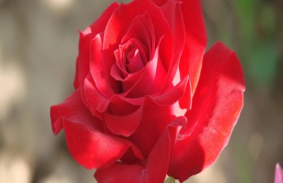 月季产地在哪里?月季有哪些品种