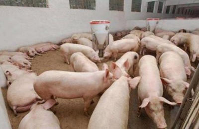 哈萨克斯坦为什么允许养猪？可以进口吗？