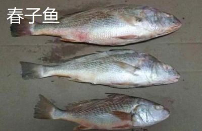 养殖黄花鱼一般用什么饲料喂养？如何管理