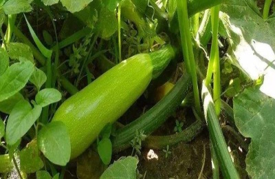 西葫芦最怕的农药有哪些