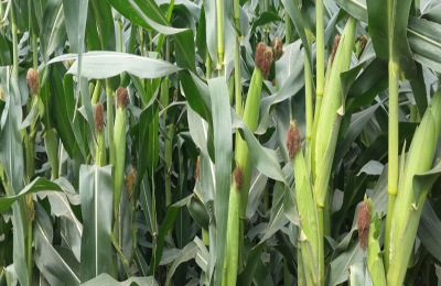 玉米施肥方法与量