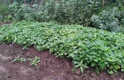 红薯地苗后用除草剂