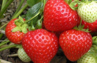 尿素对草莓的作用