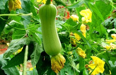 水生蔬菜有哪些?水生种子种苗价格参考