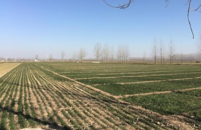 一棵牛奶果苗多少钱？牛奶果种植前景如何