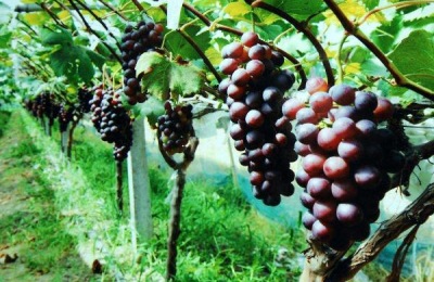 噻苯隆膨果用量,附使用方法