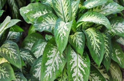 一叶兰怎么养才好