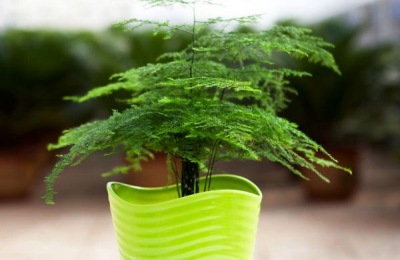 怎样养文竹才能长得好