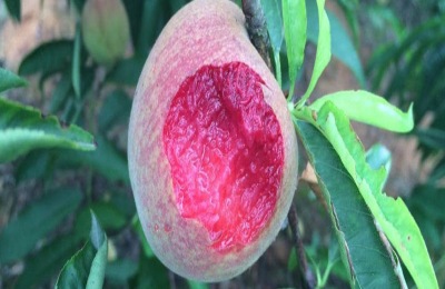 贵妃血桃苗多少钱？种植前景如何