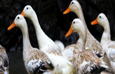 怎样养小鸭不会死