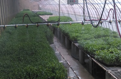 用柴油做烟雾剂的作用