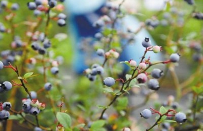 蓝莓一斤多少钱？蓝莓种植成本利润分析