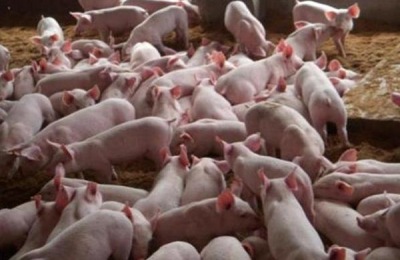 猪料配方配料表