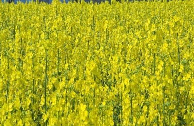 油菜立春后还能追肥吗