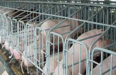 常见养猪设备有哪些