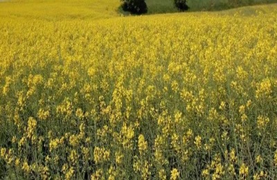 农村产业发展对联