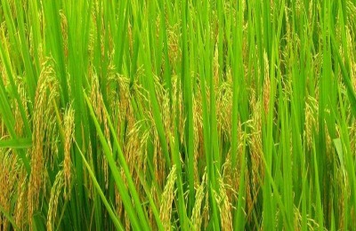 广东19香水稻品种特征特性