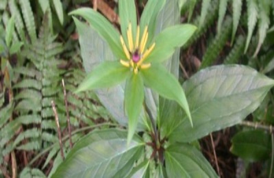 七叶一枝花种子多少钱一斤?七叶一枝花种植利润分析