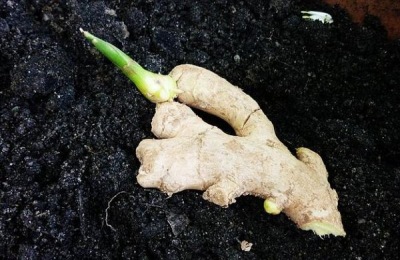 生姜的预期价格是多少？种姜能赚钱吗