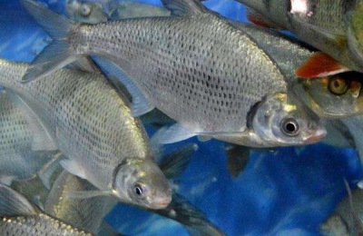 哪里有鱼的产地?有几种鱼