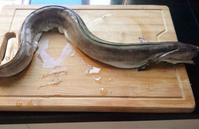 鳗鱼一斤多少钱？养殖成本和利润如何