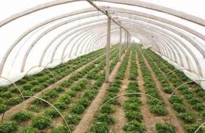 蔬菜大棚怎么搭建牢固,一般需要多少钱