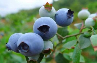 扎兰屯市有哪些特产