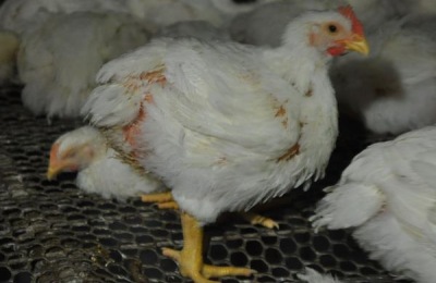 肉鸡每天吃料公式,通过计算合理投喂鸡饲料