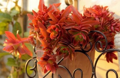 火祭的养殖方法