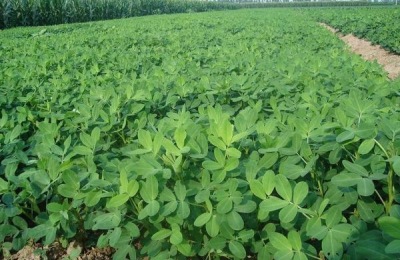 花生苗后除草剂