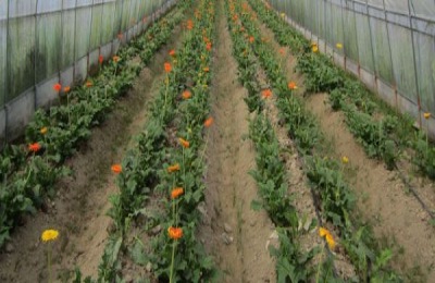 什么是牛心包菜种植技术