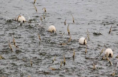 常见虾饲料配方