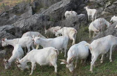 波尔山羊养殖技术