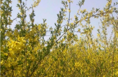 山西种什么药材最赚钱