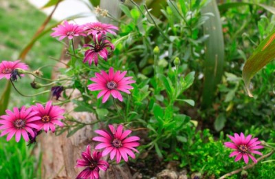 植物生长激素有哪些