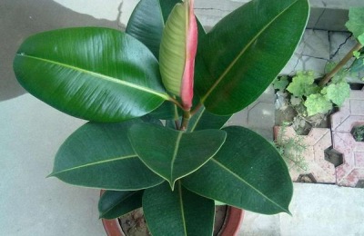 橡皮树养殖方法及注意事项