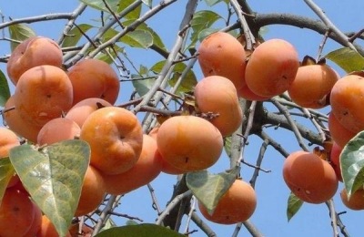 桃子有哪些优质品种