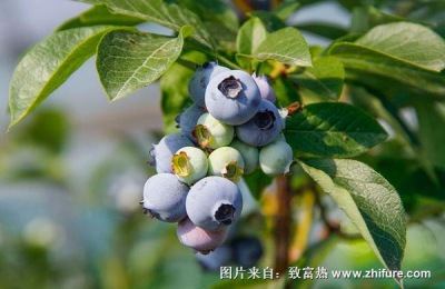 蓝莓一斤多少钱？蓝莓种植前景如何