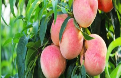 盘点大果杏品种